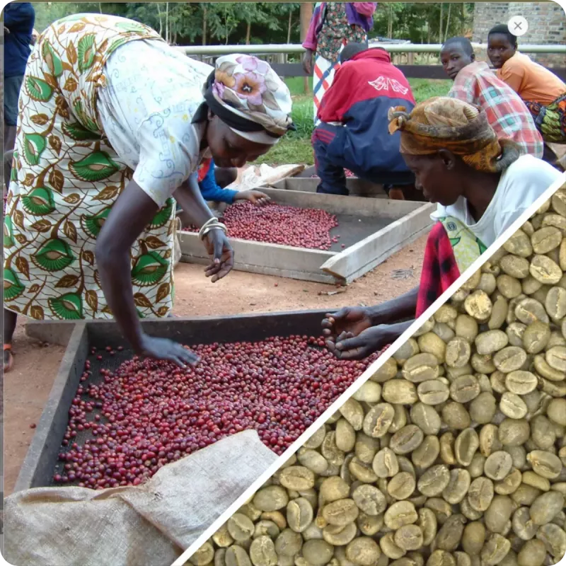 Café en Grains du Brésil